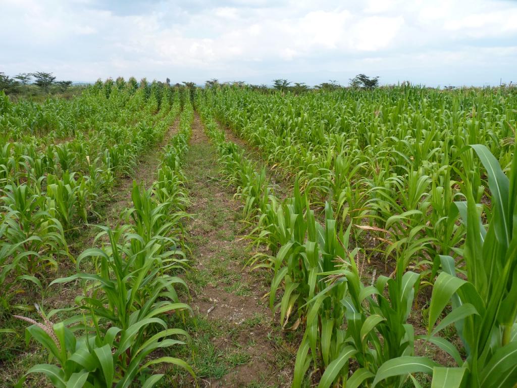 Conservation Agriculture: The foundation for Africa�s �Green Revolution�
